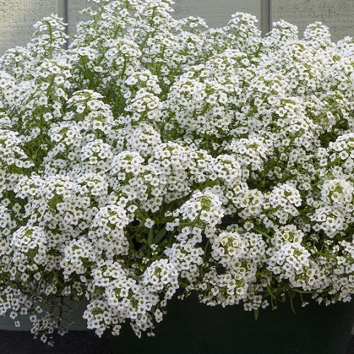 Alyssum Seeds North Face